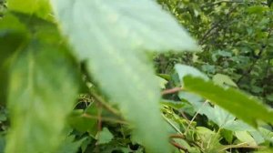 Чёрная смородина ЛЕНТЯЙ!!!