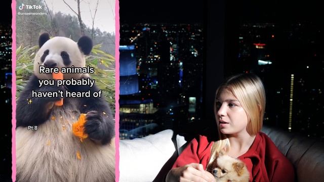 САМЫЕ милые животные в tiktok, которые заставят вас смеяться! смотреть онлайн