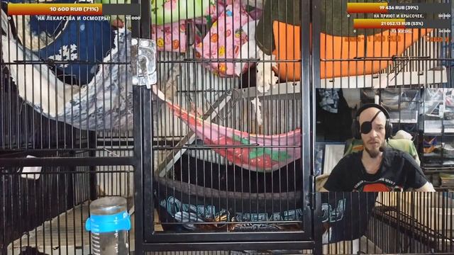 (Росс) Пасючий случай! ? Что такое пасюк, и почему он такой... ? Дикие крысы не такие уж и дикие? ? смотреть онлайн