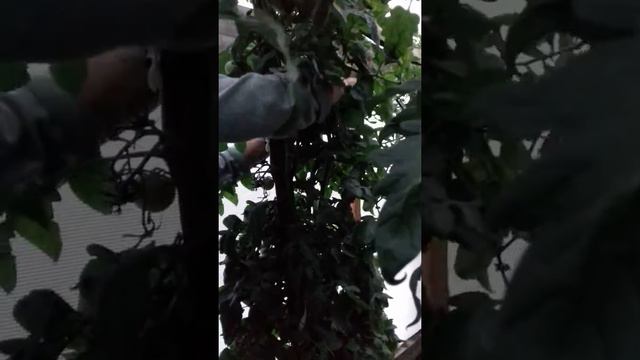Сладкая малина смотреть онлайн