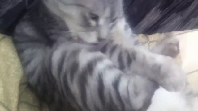 Кот, который грызет когти смотреть онлайн