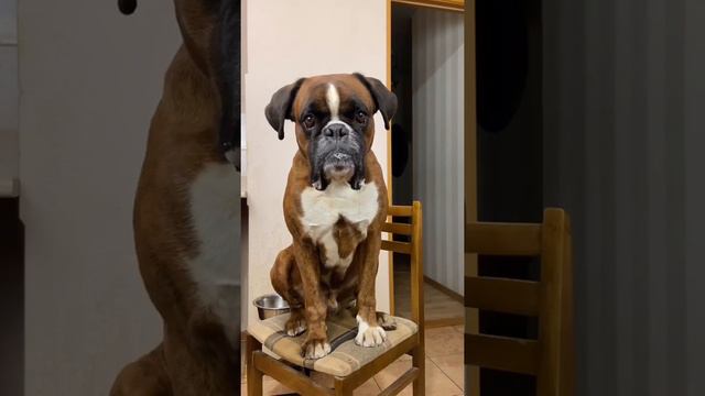 Немецкий боксер Тайсон говорит вам спасибо смотреть онлайн