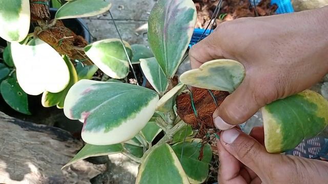 HOYA PROPAGATION (PART 1), Hoya Kerrii Albomarginata
