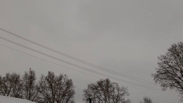 Вороны каркают, воронье карканье смотреть онлайн