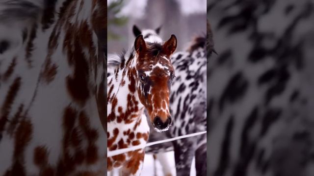 Лошади– "Долматинцы" смотреть онлайн