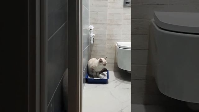 Как мы ходим в туалет. Лэсси, наша кошка, ходит в туалет, не поверите, стоя на задних лапах !!! смотреть онлайн