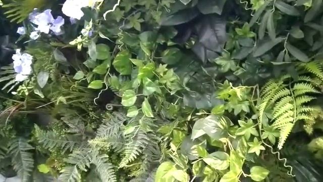 Фитостена "Тропики". Производство Квин Гарден смотреть онлайн