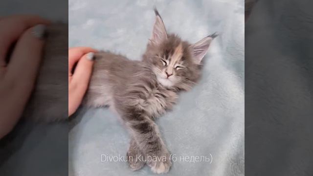 Купава очень ласковая кошечка мейн кун. Возраст 6 недель смотреть онлайн