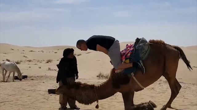 Забавные животные № 1 смотреть онлайн