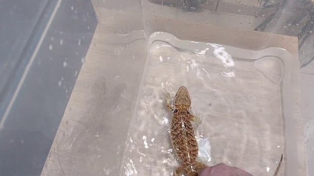 Бородатая агама,  купается )