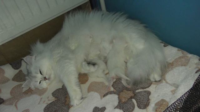 Новорожденные котята день 4 й Котята уже с ладонь смотреть онлайн