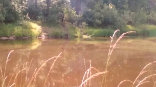 Гтт-зверюга