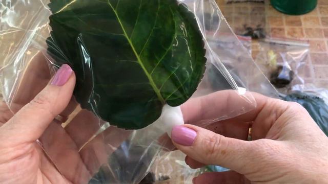 Посылка с глоксиниями, наши дальнейшие действия смотреть онлайн