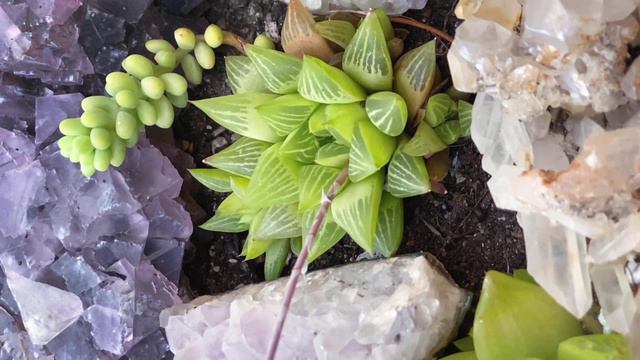 Haworthia retusa 'Star Cactus' смотреть онлайн