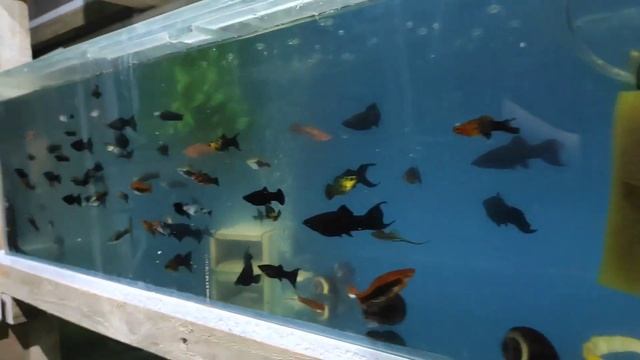 Разобрался с живородкой... смотреть онлайн