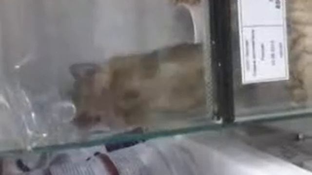Ломиться из клетки:D смотреть онлайн