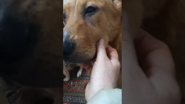 Наша ' банда' знакомится с новичком. смотреть онлайн