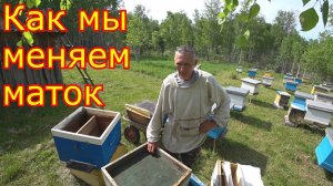 Как мы меняем маток. Заселяем 4х местные облётники для маток