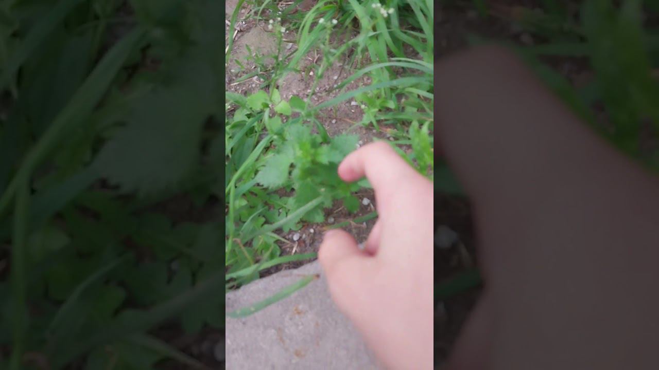 сегодня не людно !!! #shorts смотреть онлайн
