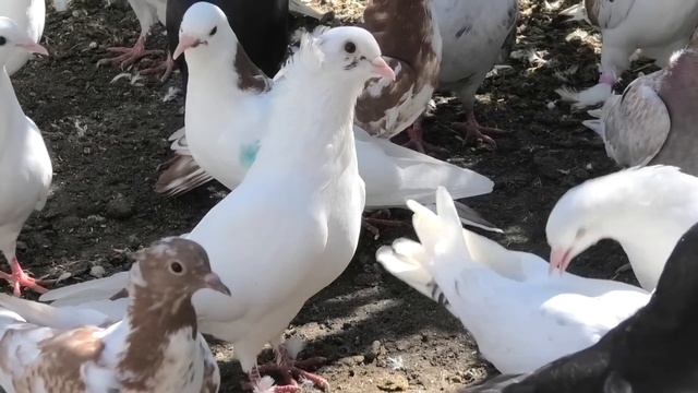 Показательный гон голубей Владимира Авакова в Кисловодске! смотреть онлайн