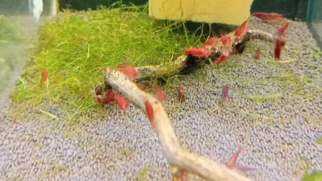 Непонятки с креветками неокаридинами: меняют цвет, сидят на коряжках после подмены воды. смотреть онлайн