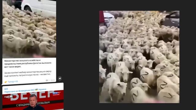 Минсельхоз Дагестана запустил патриотичное видео со стадом баранов, разрисованных буквой Z смотреть онлайн