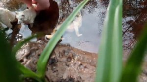 \Чужая-СВОЯ/                               1 серия/Schleich-series.        смотрим описание.