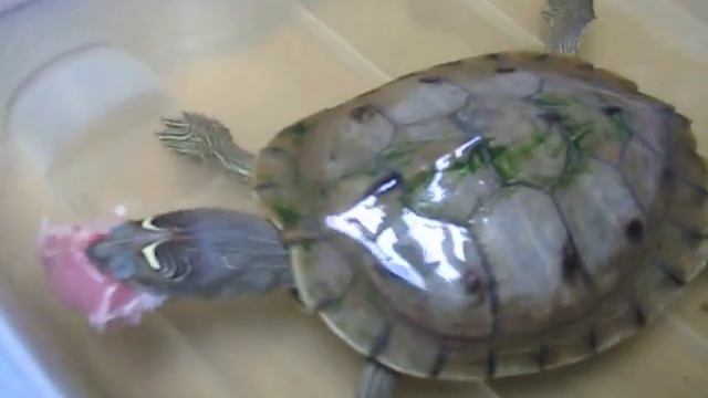 Черепаха жрёт мясо - Turtle eats meat смотреть онлайн