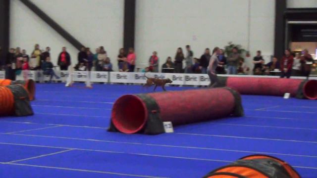 A-Open Голубь Алиса и GERN GROSS ANDORRA