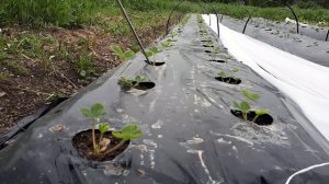 Клещ, тля, трипсы, медведка… Защита клубники От ВРЕДИТЕЛЕЙ / От посадки и до холодов