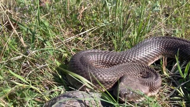 Закавказская гюрза ( Macrovipera lebetina ) редкого коричневого цвета смотреть онлайн