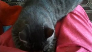 Как отучить кота сосать