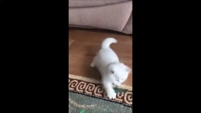 Персей - серебристая шиншилла! Британские котята из питомника. смотреть онлайн