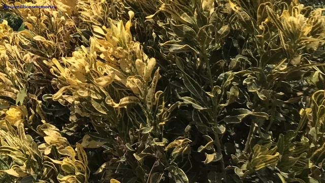 Beautiful Croton Plants (Codiaeum variegatum) #tropical смотреть онлайн