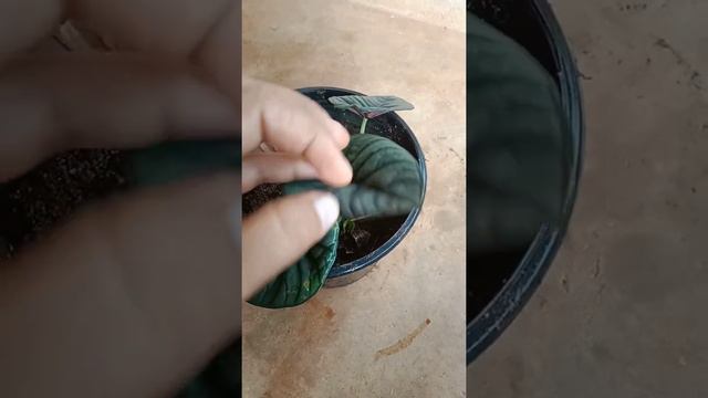 Alocasia combo offer смотреть онлайн