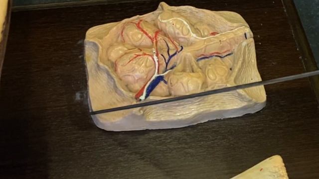 Строение вымени смотреть онлайн