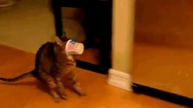 Ржач! Прикол с котом. Видимость нулевая иду по приборам смотреть онлайн