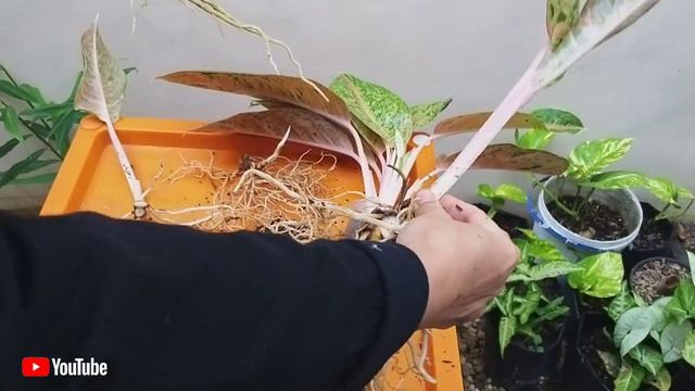 CARA MENCANGKOK AGLONEMA | PART 2 смотреть онлайн