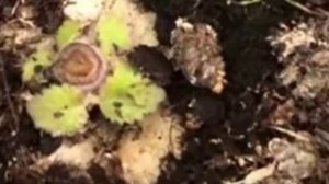 Глоксиния отцвела, что делать дальше?