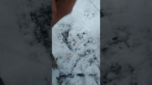 Как ставить петли на фазана