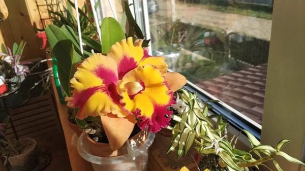 Cattleya Rungnapha Fancy 'Warm Welcome'