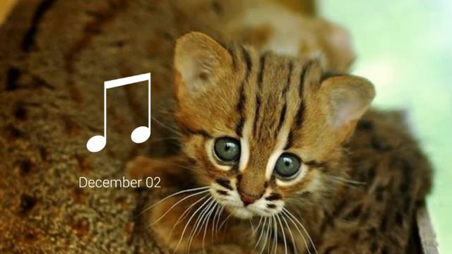 каких нужно любить котов(умных) смотреть онлайн