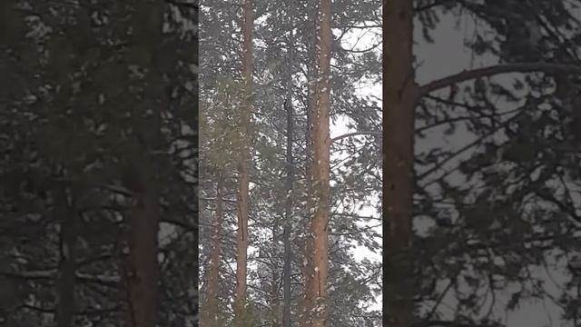 Шок...А вы видели дятла зимой? смотреть онлайн