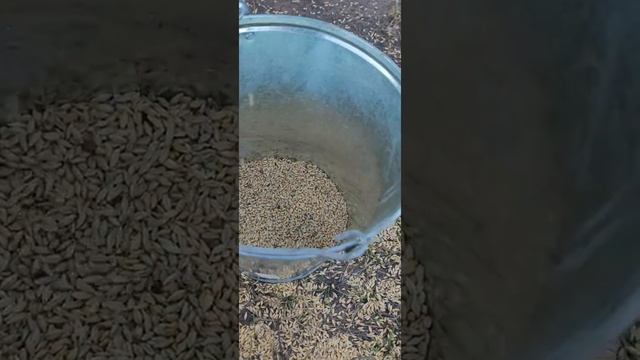 зерноочистительная машина Мс-4.5 после кап ремонта принцип работы смотреть онлайн