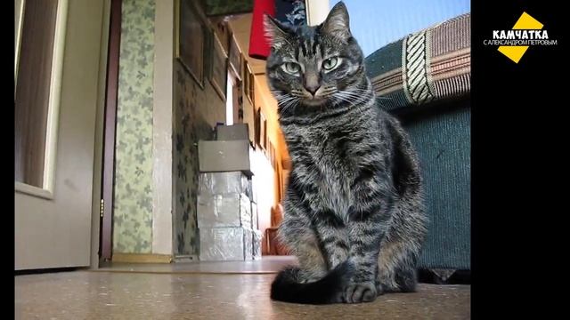 КУПИЛ CANON ♥ ПЛЮШКИНИЗМ ГОЛОВНОГО МОЗГА смотреть онлайн