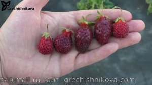 ХОЛКОВСКАЯ новый сорт земклуники