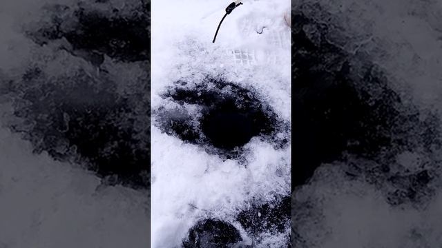 Ловим окуня на малька пыздрика. смотреть онлайн