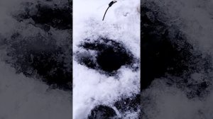 Ловим окуня на малька пыздрика.