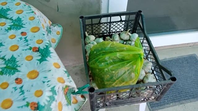 А вы солили огурцы в саду? смотреть онлайн