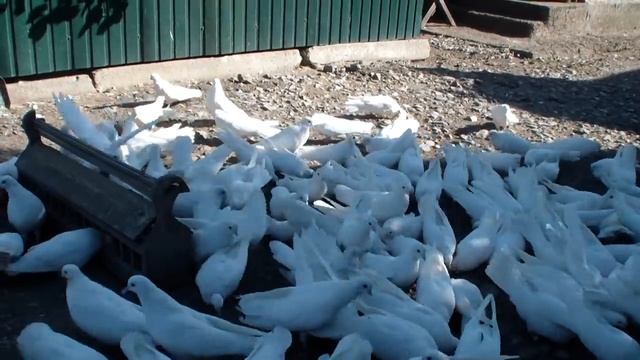 ГОЛУБЕЙ БЕЛЫХ АНДРЕЙ ЗНАЕТ ВСЕХ В ЛИЦО смотреть онлайн